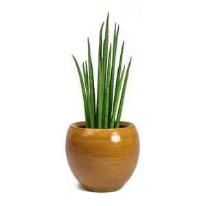 Dracaena bacularis(Dracaena bacularis)