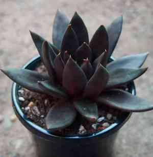 Black echeveria(Echeveria affinis)