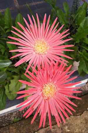 Gerbera leandrii(Gerbera leandrii)