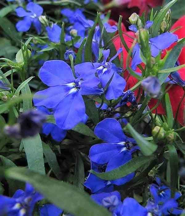 Edging lobelia(Lobelia erinus)