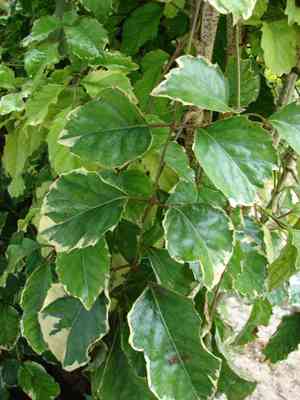 Geranium aralia(Polyscias guilfoylei)