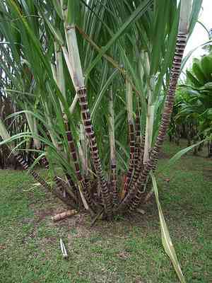 Sugarcane(Saccharum officinarum)