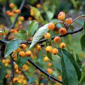 Siberian crab apple(Malus baccata)