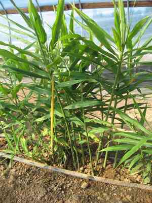 Zingiber officinale(Zingiber officinale)