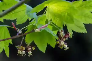 Vine maple(Acer circinatum)