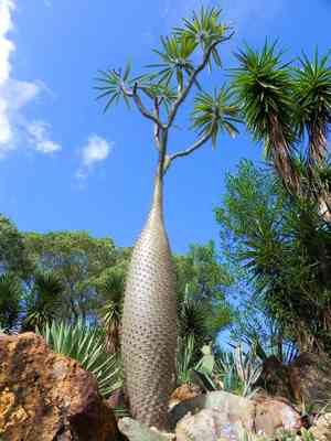 Madagascar palm(Pachypodium lamerei)