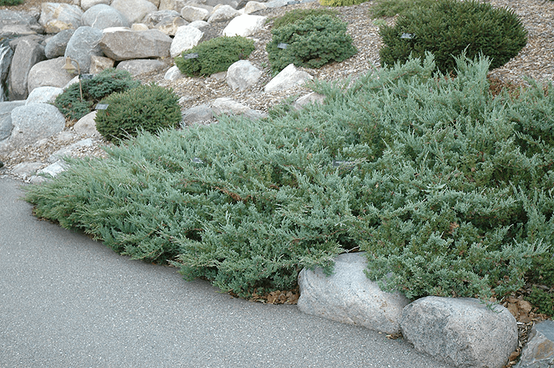 Creeping juniper