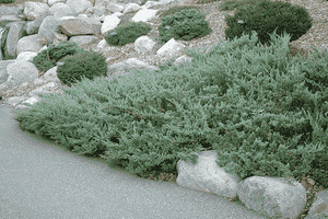 Creeping juniper(Juniperus horizontalis)