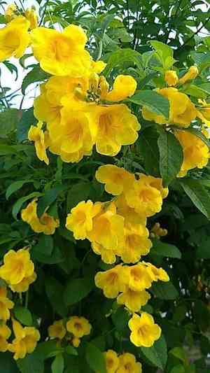 Yellow trumpetbush(Tecoma stans)