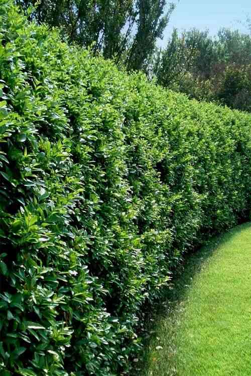 Japanese privet(Ligustrum japonicum)
