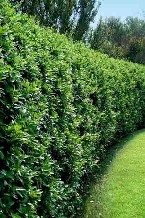 Japanese privet(Ligustrum japonicum)