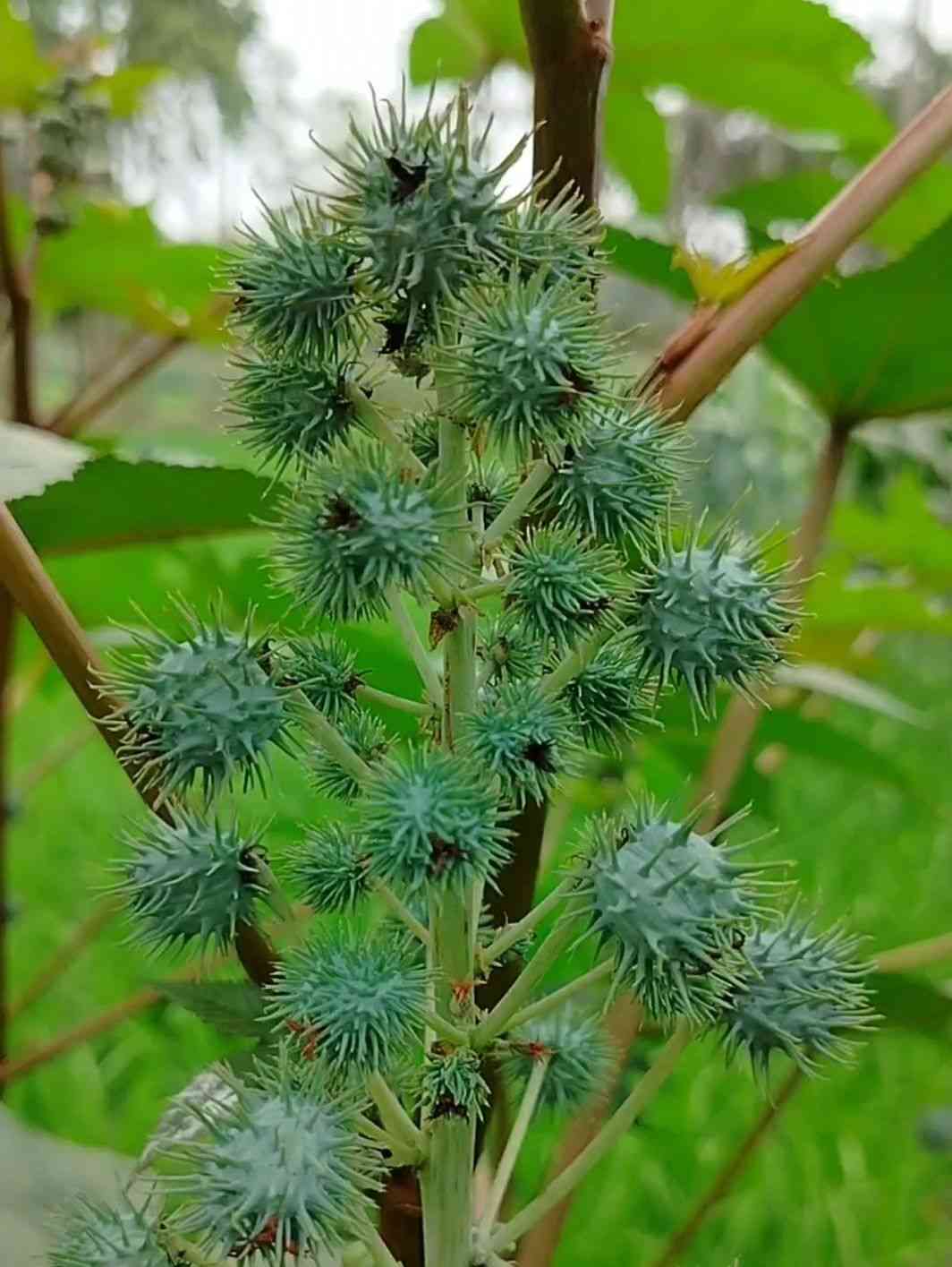 Castor bean(Ricinus communis)