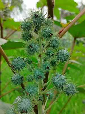 Castor bean(Ricinus communis)