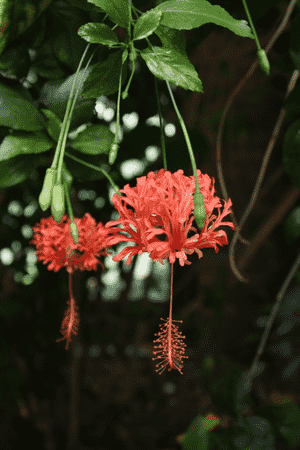 Spider hibiscus(Hibiscus schizopetalus)