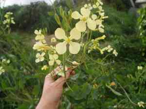 Wild radish(Raphanus raphanistrum)