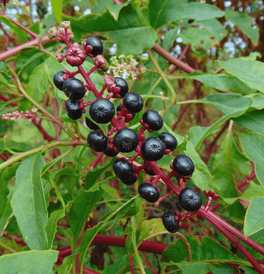 Pokeweed(Phytolacca americana)
