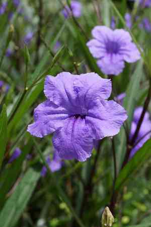 Mexican petunia(Ruellia simplex)