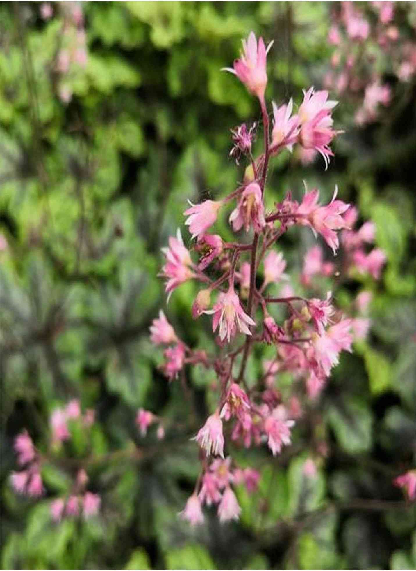 Coral bells(Heuchera sanguinea)