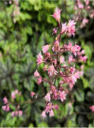 Coral bells(Heuchera sanguinea)