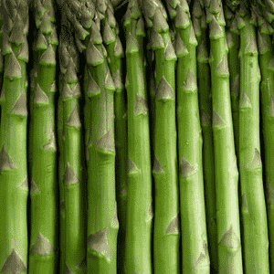 Garden asparagus(Asparagus officinalis)