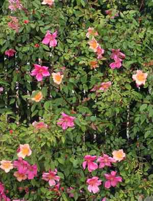 China rose(Rosa chinensis)