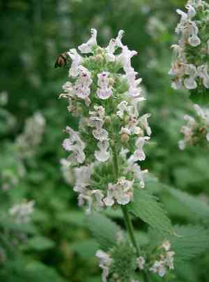 Catnip(Nepeta cataria)