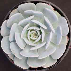 Echeveria runyonii(Echeveria runyonii)