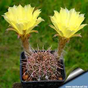 Lobivia ancistrophora(Lobivia ancistrophora)