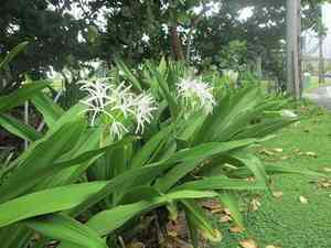 Poisonbulb(Crinum asiaticum)