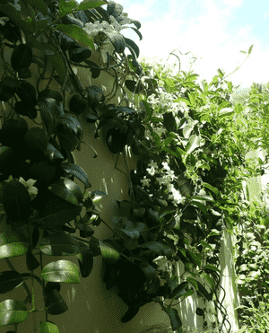 Madagascar jasmine(Stephanotis floribunda)