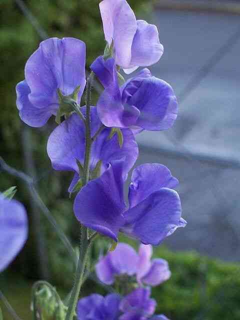 Sweet pea(Lathyrus odoratus)