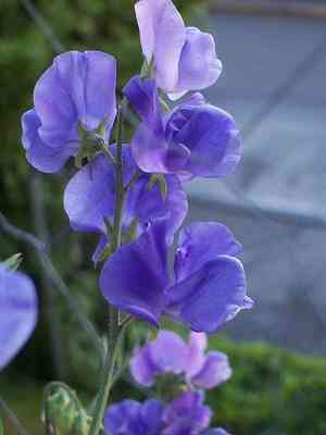 Sweet pea(Lathyrus odoratus)