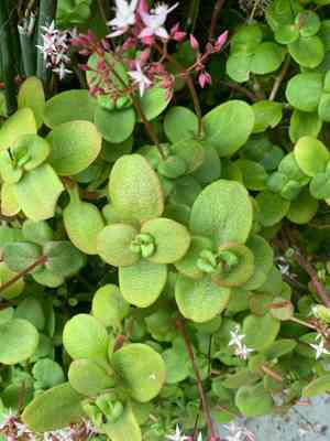 Fairy crassula(Crassula multicava)