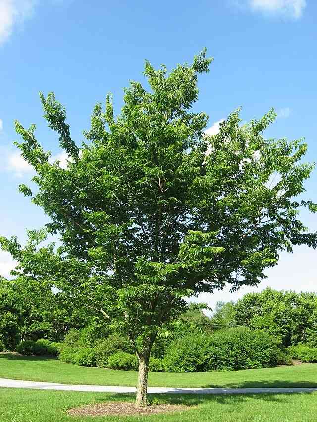 Common hackberry(Celtis occidentalis)