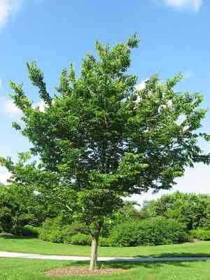 Common hackberry(Celtis occidentalis)