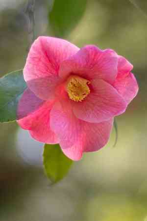Japanese camellia(Camellia japonica)