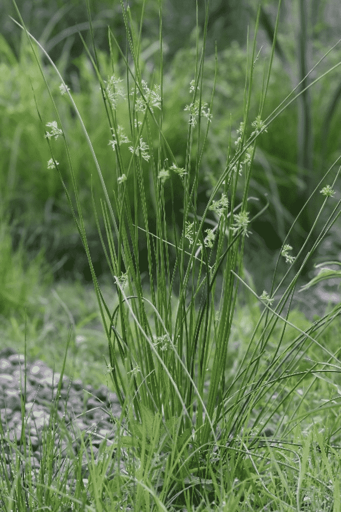 Common rush(Juncus effusus)