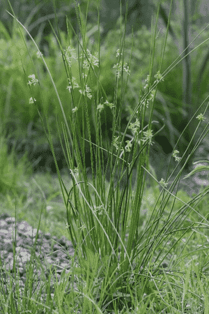 Common rush(Juncus effusus)