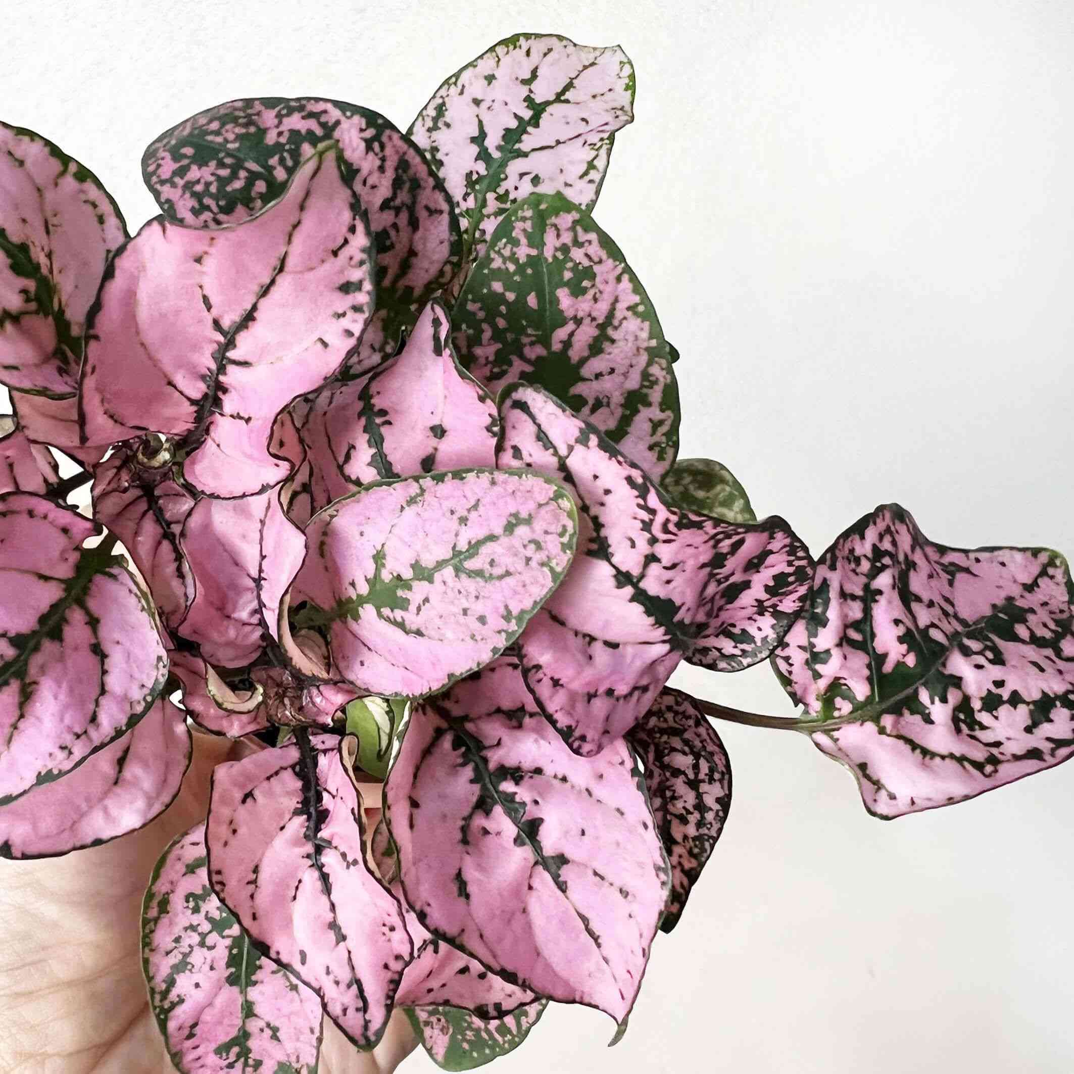 Polka dot plant(Hypoestes phyllostachya)