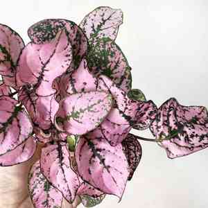 Polka dot plant(Hypoestes phyllostachya)