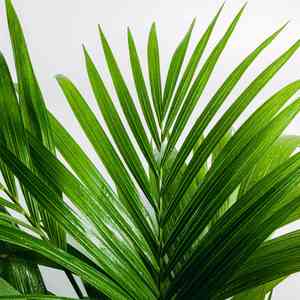 Kentia palm(Howea forsteriana)