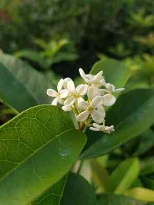 Greek oregano(Origanum onites)