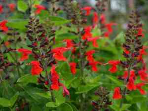Scarlet sage(Salvia coccinea)