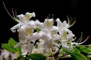 Rhododendron alabamense(Rhododendron alabamense)