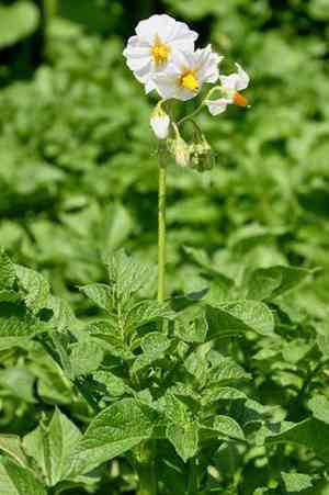 Potato(Solanum tuberosum)