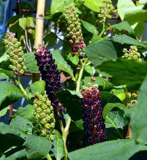 Pokeweed(Phytolacca americana)
