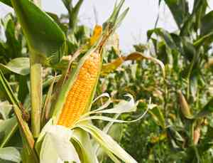 Maize(Zea mays)