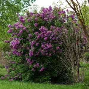 Common lilac(Syringa vulgaris)