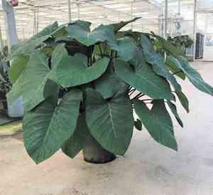 Arrowleaf elephant's ear(Xanthosoma sagittifolium)