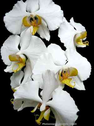 Moth orchid(Phalaenopsis amabilis)